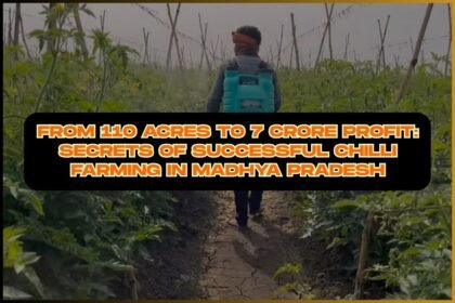 From 110 Acres to 7 Crore Profit: Secrets of Successful Chilli Farming in Madhya Pradesh
